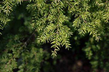 Western hemlock tree needles on a sunny spring day and defocused foliage. Flat sprays of green n needles. Coastal forest background texture. West coast of Canada and United States. Selective focus.