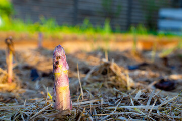 Young asparagus in dew drops in the vegetable garden close-up. The first pink shoots of asparagus grow in the vegetable garden. The first plants grow in spring