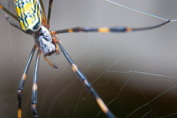 Beautiful close-up of Nephila clavata spider known in Japan as Joro gumo isolated on gray background