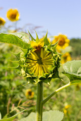 sunflowers on a summer field on a sunny day,the flowering period,close-up.