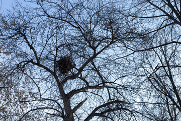 Bottom view of tree tops silhouettes with nest against blue sky in early spring or winter.