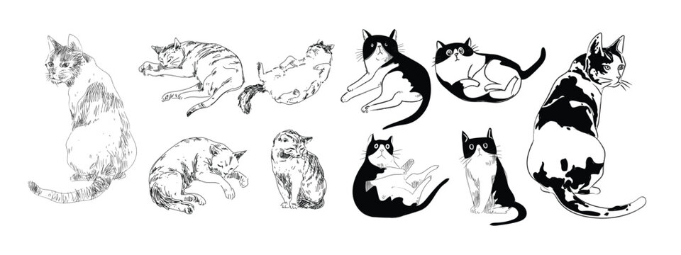 Set of cut cat character icon hand drawing vector illustration. Isolated on white background.