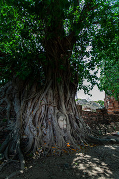 The root of the banyan tree wraps around the Buddha image until only the Buddha's head emerges..Amazing and famous in Thailand at Mahathat temple Ayutthaya province Thailand..banyan root background..