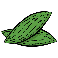 Hand drawn icon design of a vegetable, bottle gourd