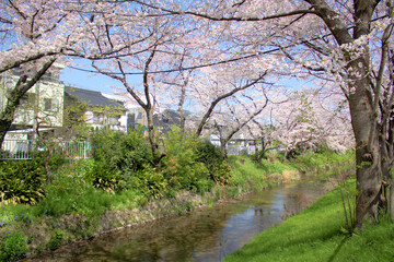 [愛知県]名古屋市の堀川と桜