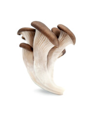 Fototapeta na wymiar oyster mushroom isolated on white background
