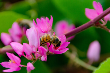 ABEJA ALIMENTANDOSE DE POLEN EN FLOR FUSCIA