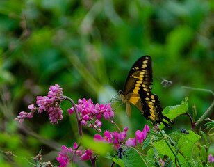 MARIPOSA PAPILIO CRESPHONTES CON ALAS ENTRE ABIERTAS EN JARDIN DE FLORES FUSCIA Y ABEJAS VOLANDO