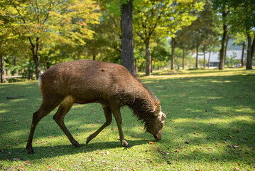 deer in the woods in the park of Japan