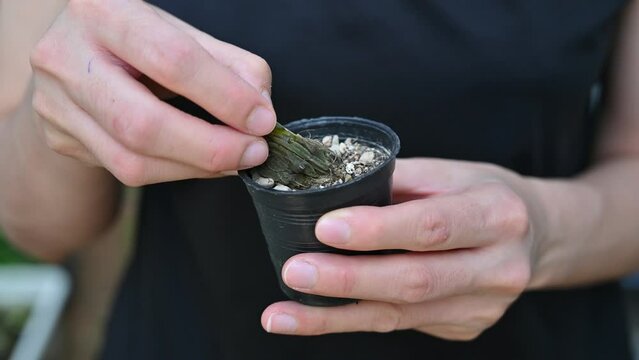 Someone hands holding and touching a rotten cactus. Cactus rot is one of the main causes of cactus death from fungal and bacterial diseases attack.