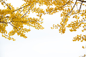 Maple tree in autumn