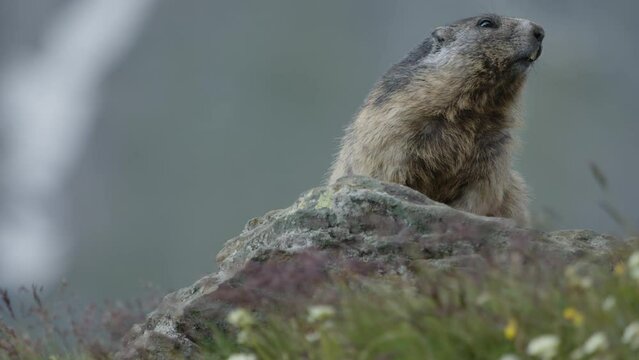 Close-up of a big marmot lying on a rock in the mountains. (4K Resolution)