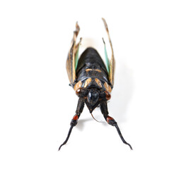 Isolated fly, studio and white background for insect closeup for study, nature or analysis for biology. Bug, animal and zoom of anatomy, eyes and research with color, body and entomology by backdrop