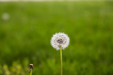 Lot of dandelions close-up on nature in spring against backdrop of green nature. Template for summer vacations on nature