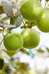 Green apples on the tree, fresh apples (scene inside the orchard)