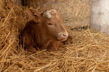 Calf lying in straw inside dairy  bio farm.