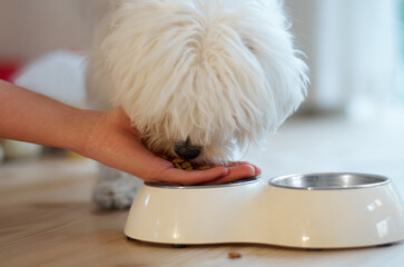 Dog, food and hand feeding a pet in a house with love, care and trust while hungry. Animal, pet...