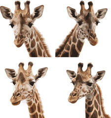 Fototapeta premium giraffe isolated on white background