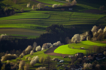 Incredible natural scenery full of cherry blossoms illuminated by the sunset. © Stanislav