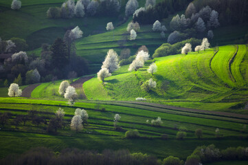 Incredible natural scenery full of cherry blossoms illuminated by the sunset. © Stanislav