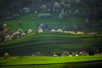 Beautiful spring in Slovakia in the village of Hrinova. Cherry blossoms in the sunset.  © Stanislav