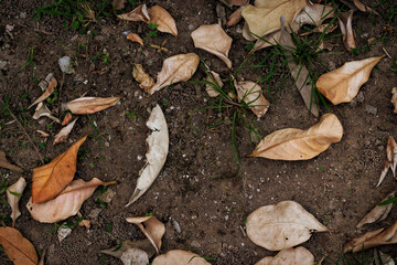 Dry leaves on the ground. Leaves fall on soil background.
