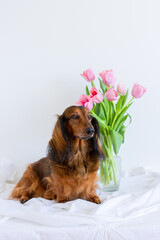 Red long haired dachshund portrait with pink tulips in glass vase