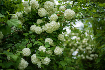 Spring blooming guelder rose tree