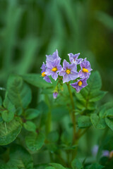 potato flowers in the garden