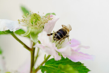 close-up of a bee pollinating a white flower selective focus