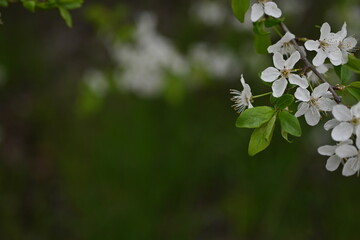 close-up of plum blossom branches and leaves, spring plum blossom 