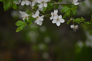 Naklejka premium close-up of plum blossom branches and leaves, spring plum blossom 