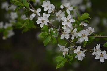 white plum blossoms close up, spring plum blossom 