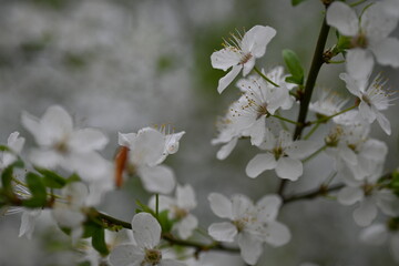 blooming plum branches with young leaves close-up