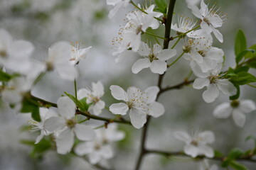 blooming plum branches with young leaves close-up