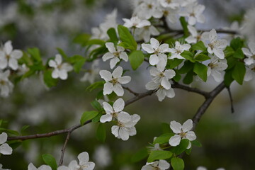 blooming plum branches with young leaves close-up