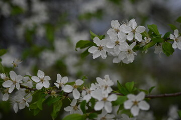 blooming plum branches with young leaves close-up