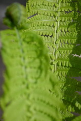 Fresh juicy lettuce fern closeup. Background macro photo of nature in shades. The concept of...