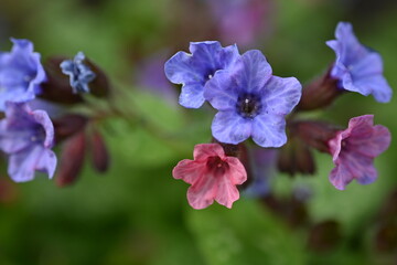 spring blue flowers as a background