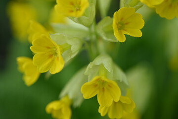 yellow primrose flowers, the first spring flowers 