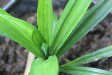 a bunch of pandan leaf plants	