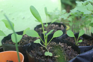green mustard plants that have just grown in polybags