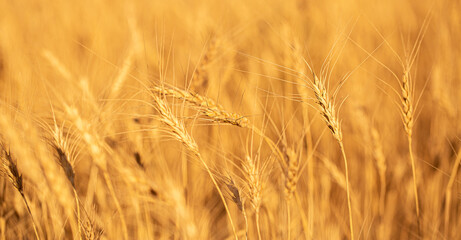 Wheat field on a sunny day. Grain farming, ears of wheat close-up. Agriculture, growing food products.