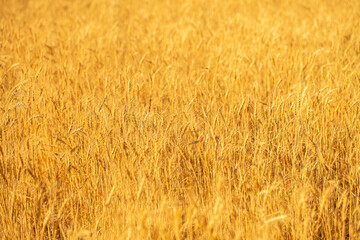 Wheat field on a sunny day. Grain farming, ears of wheat close-up. Agriculture, growing food products.