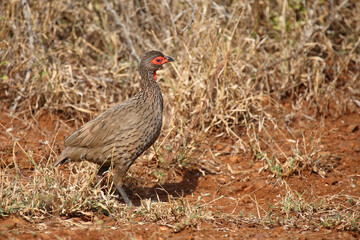Swainsonfrankolin / Swainson's francolin or Swainson's spurfowl / Francolinus swainsonii.