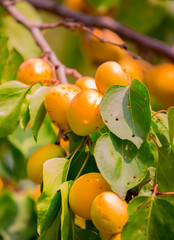 Harvest of apricots on a plantation in the garden. Fruit trees with apricots. Ripe fruit fruits on the branches of a tree. Gardening in agriculture.