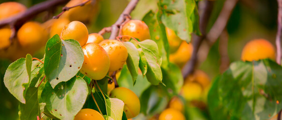 Harvest of apricots on a plantation in the garden. Fruit trees with apricots. Ripe fruit fruits on the branches of a tree. Gardening in agriculture.