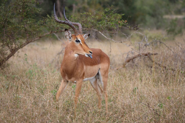 Schwarzfersenantilope / Impala / Aepyceros melampus