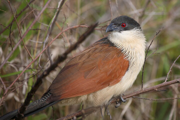 Tiputip / Burchell's coucal / Centropus superciliosus.