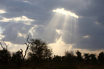 Afrikanischer Busch - Krügerpark / African Bush - Kruger Park /